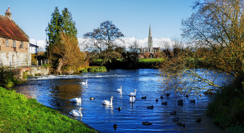 white swan salisbury