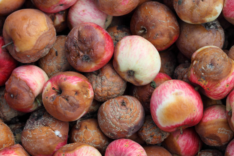 A Bunch of Rotting Apples