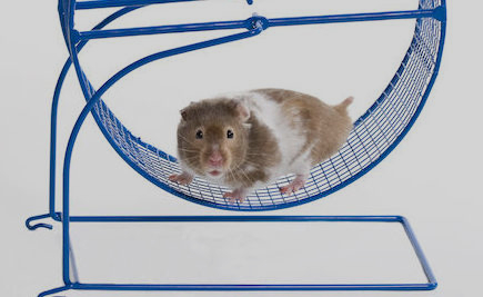 Hamster in a Wheel